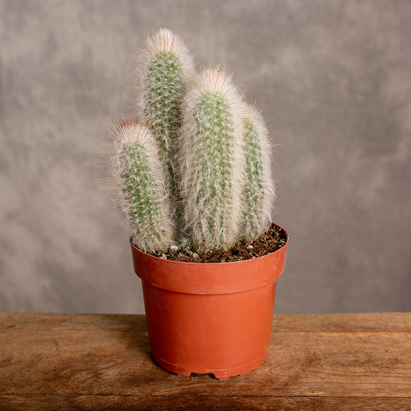 Kaktus Cleistocactus strausii