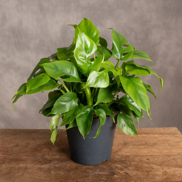 Monstera 'Piccolo' | Mała