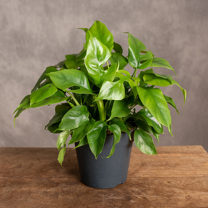 Monstera 'Piccolo' | Mała