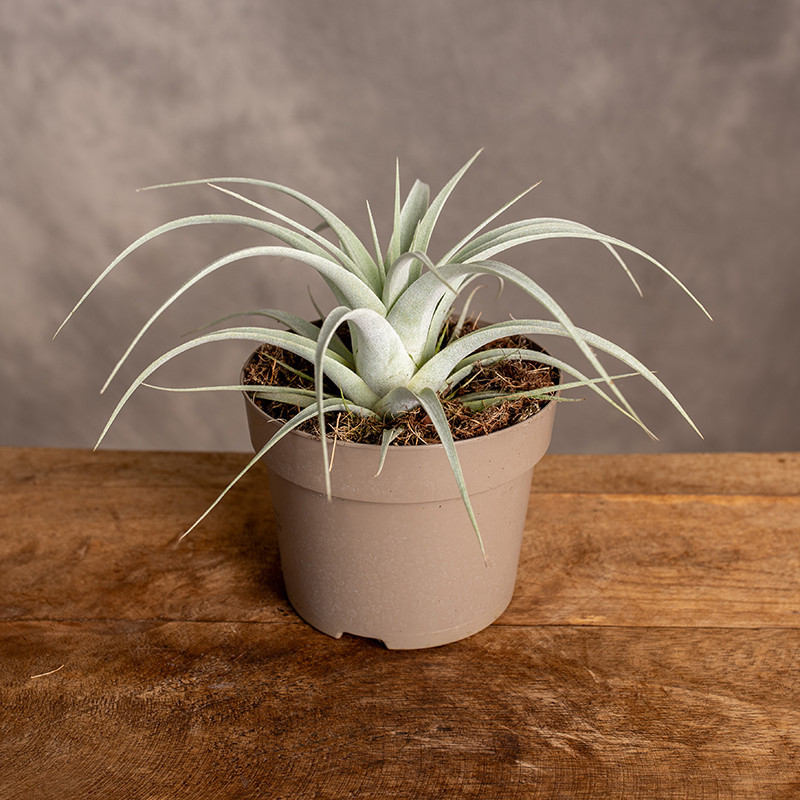 Tillandsia xerographica |...