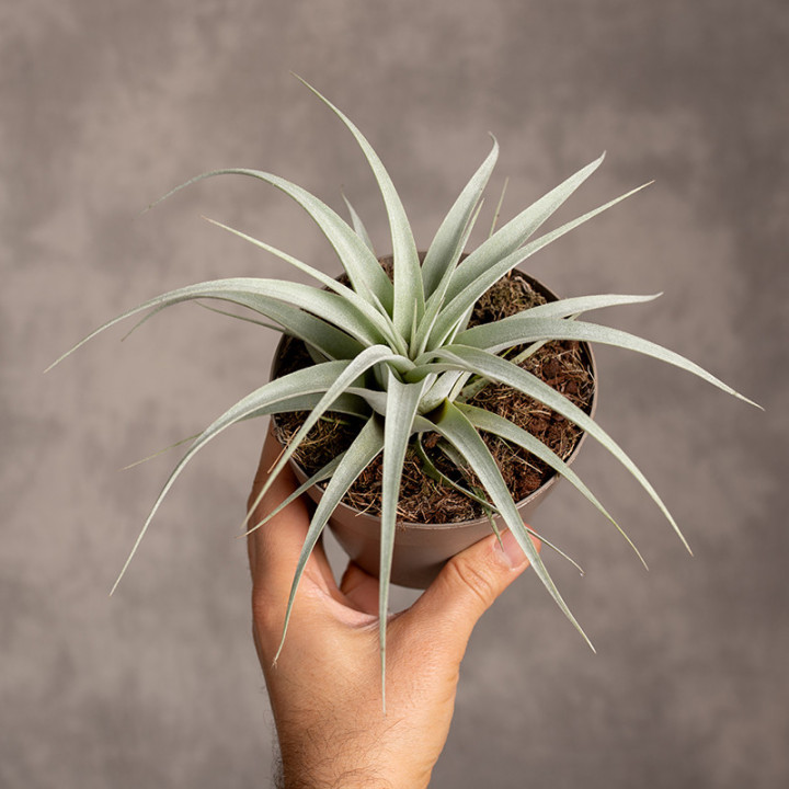 Tillandsia xerographica Oplątwa | Tomaszewski