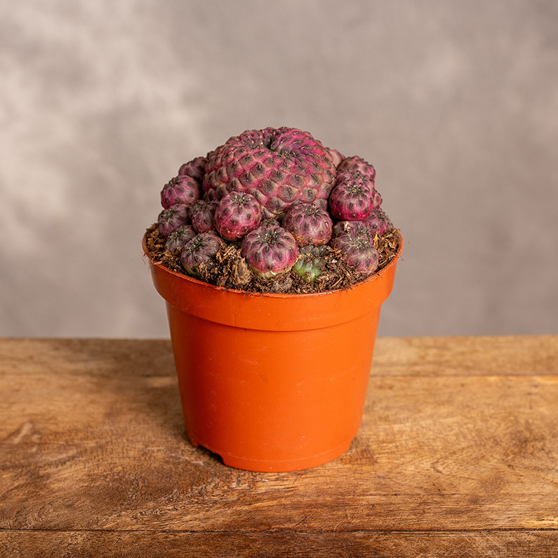 Sulcorebutia rauschii | Kaktus