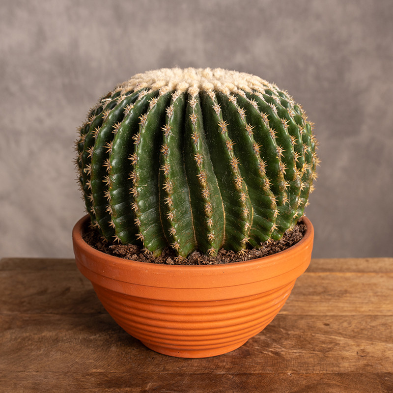 Echinocactus grusonii var....