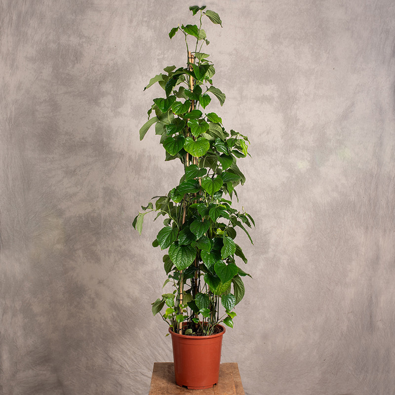 Piper sarmentosum | Duży