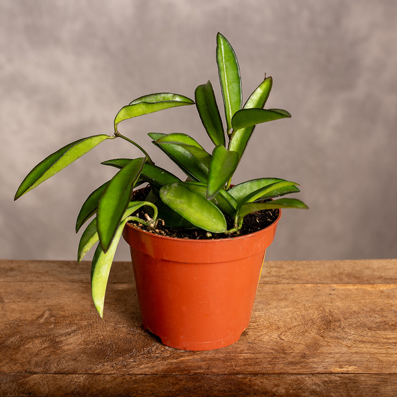 Hoja wayetti | Mała