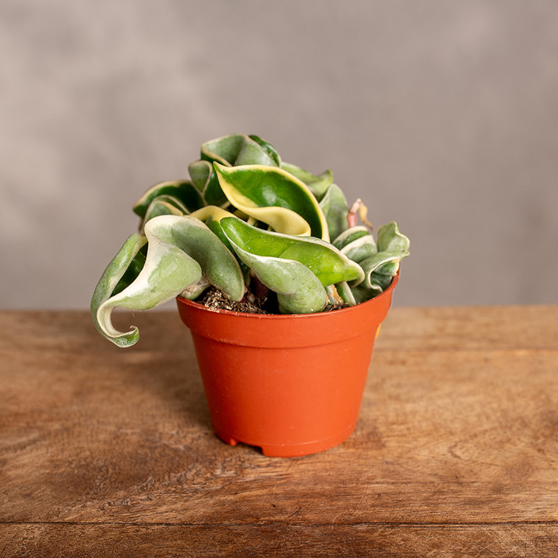 Hoja compacta 'Mauna Loa' |...