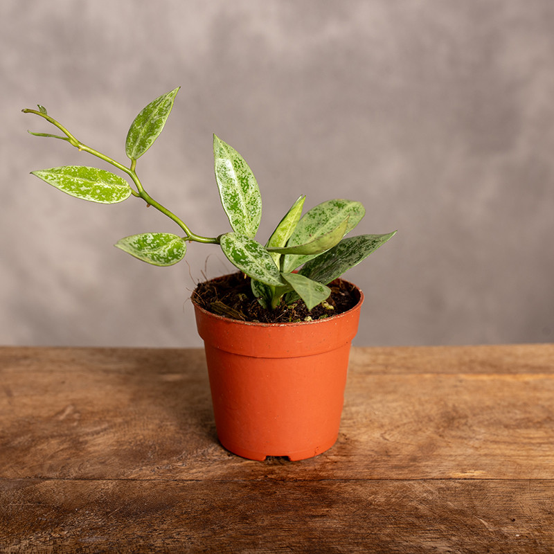 Hoja 'Leopard Skin' | Mini