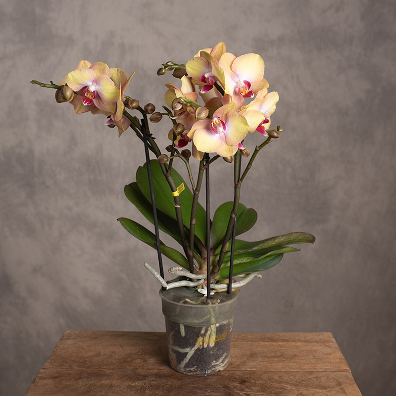 Storczyk Phalaenopsis...