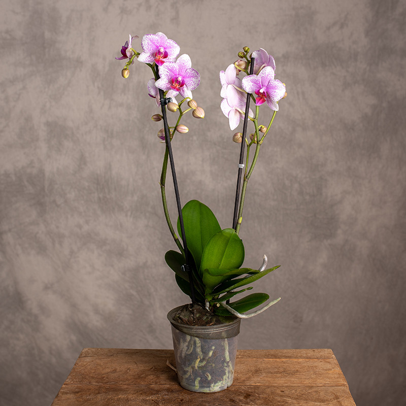 Storczyk Phalaenopsis...