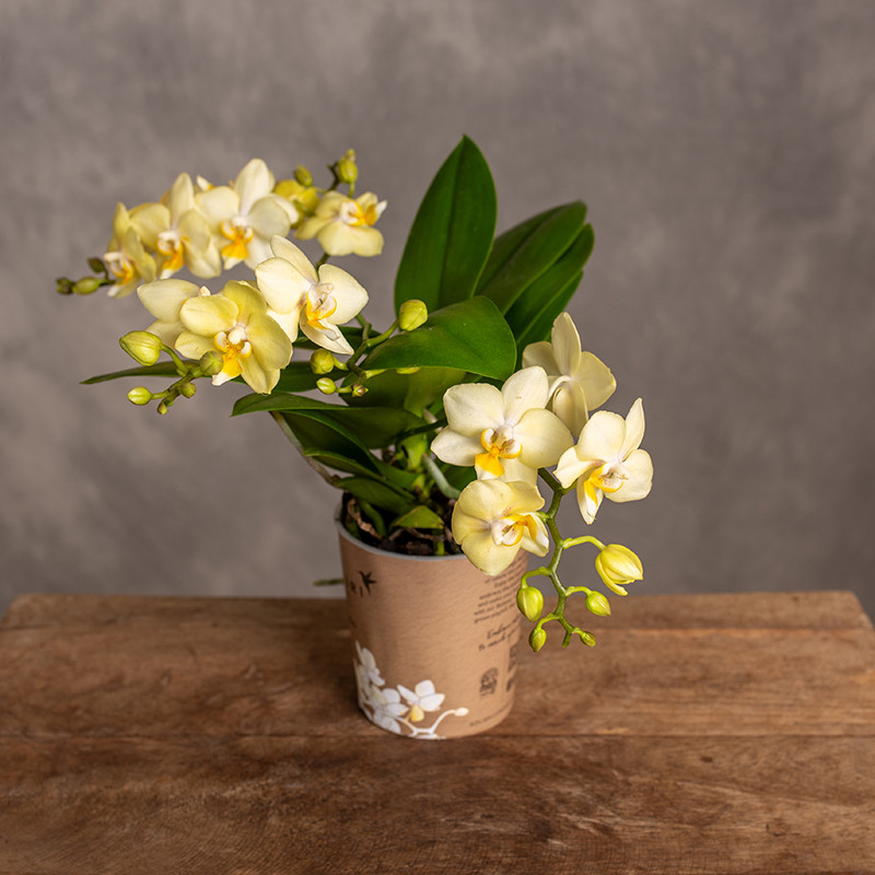 Storczyk Multiflora | Żółty