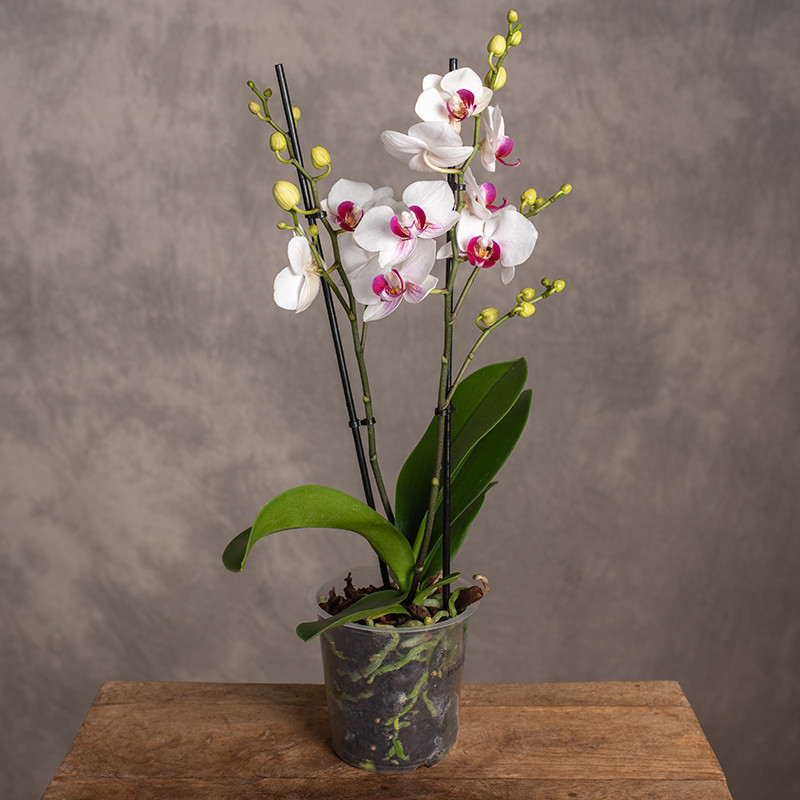 Storczyk Multiflora |...