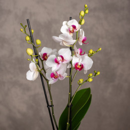 Storczyk Multiflora Dwukolorowy | Tomaszewski