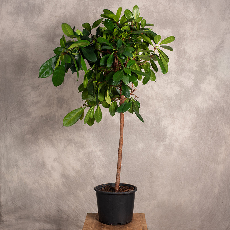 Fikus cyathistipula na pniu...