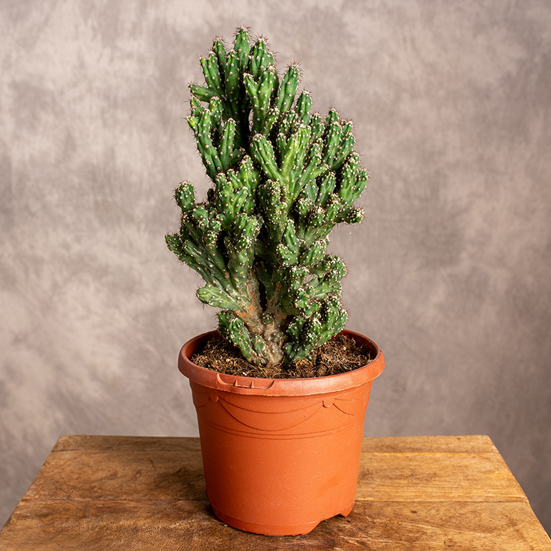 Cereus peruwiański...