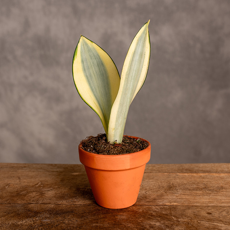 Sansewieria 'Moonshine Splash'