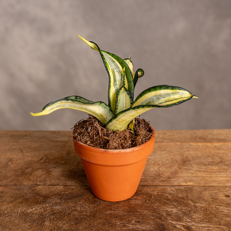 Sansewieria 'Wendy Yellow'...