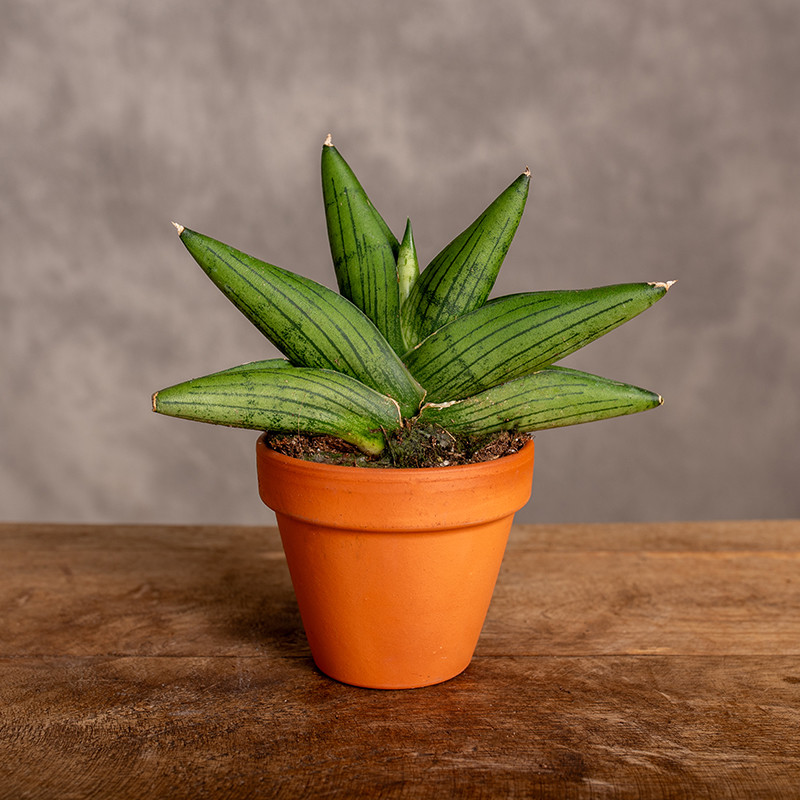 Sansewieria 'Rookie' | Mini