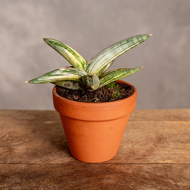 Sansewieria 'Lavranos Blue...