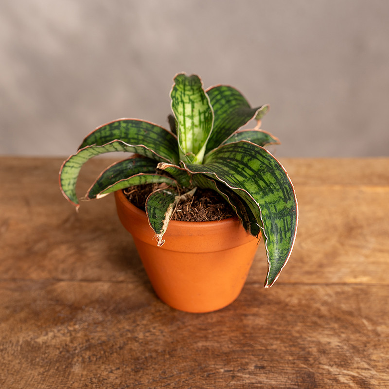 Sansewieria 'Cleopatra' | Mini