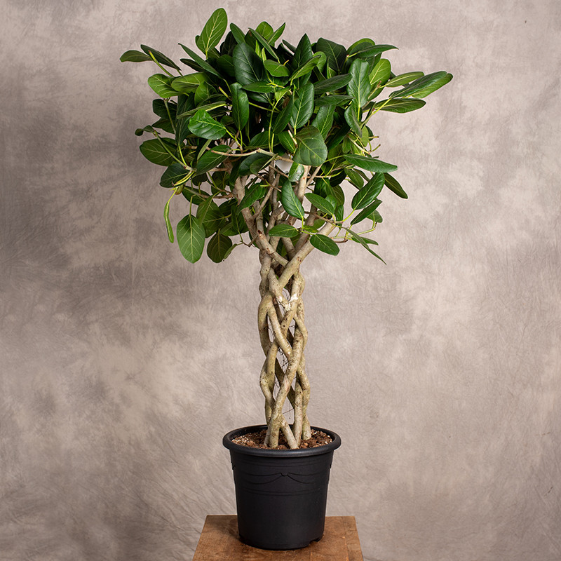 Fikus 'Audrey' na pniu |...