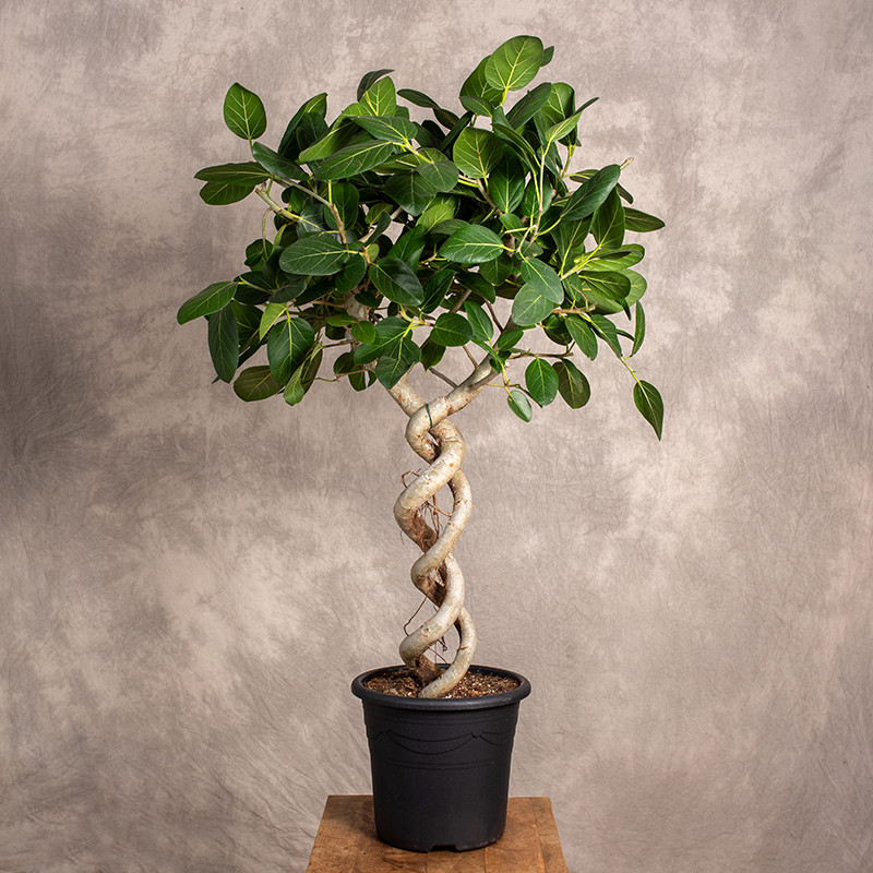 Fikus 'Audrey' na pniu |...