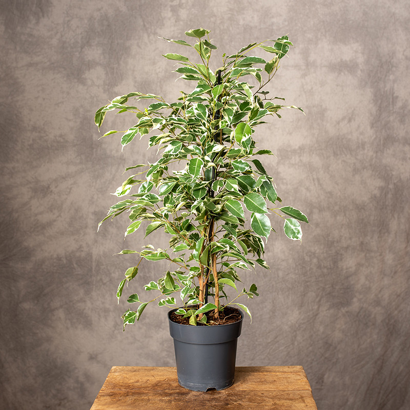 Fikus 'Golden King' | Duży