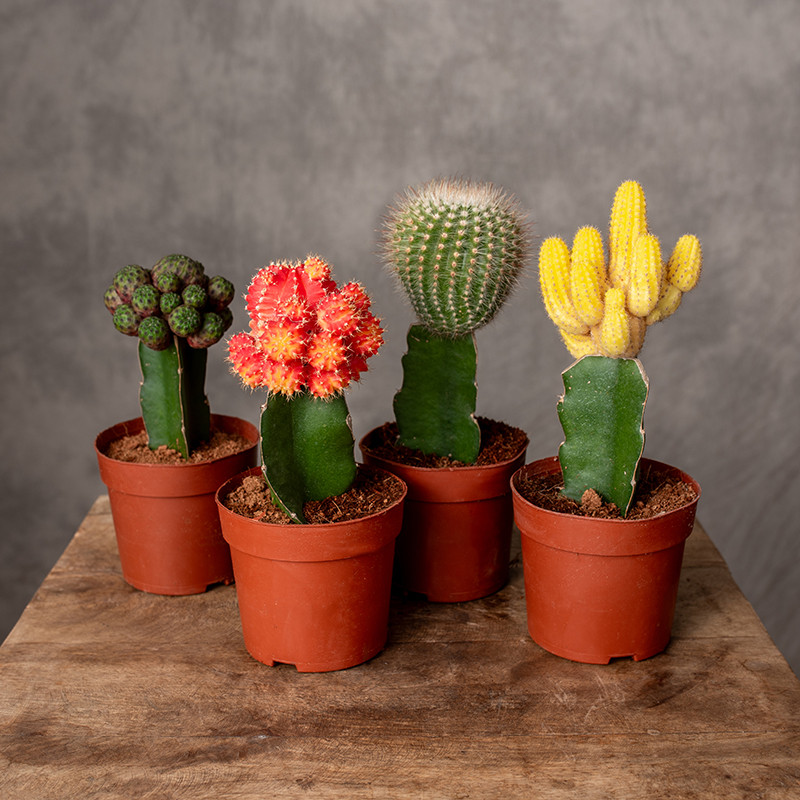 Kaktus szczepiony MIX