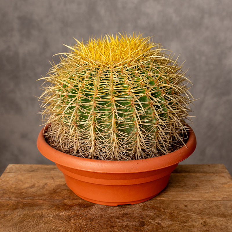 Kaktus - Fotel Teściowej | XXL