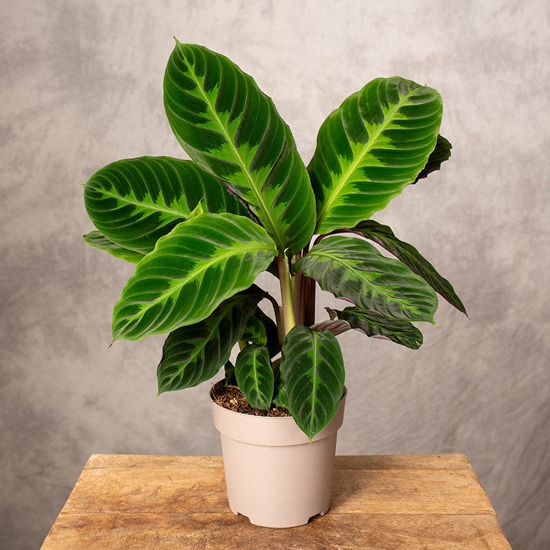 Kalatea warscewiczii | Mała