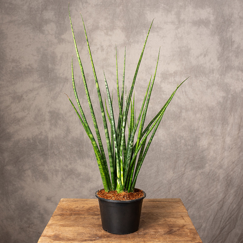 Sansewieria cylindryczna