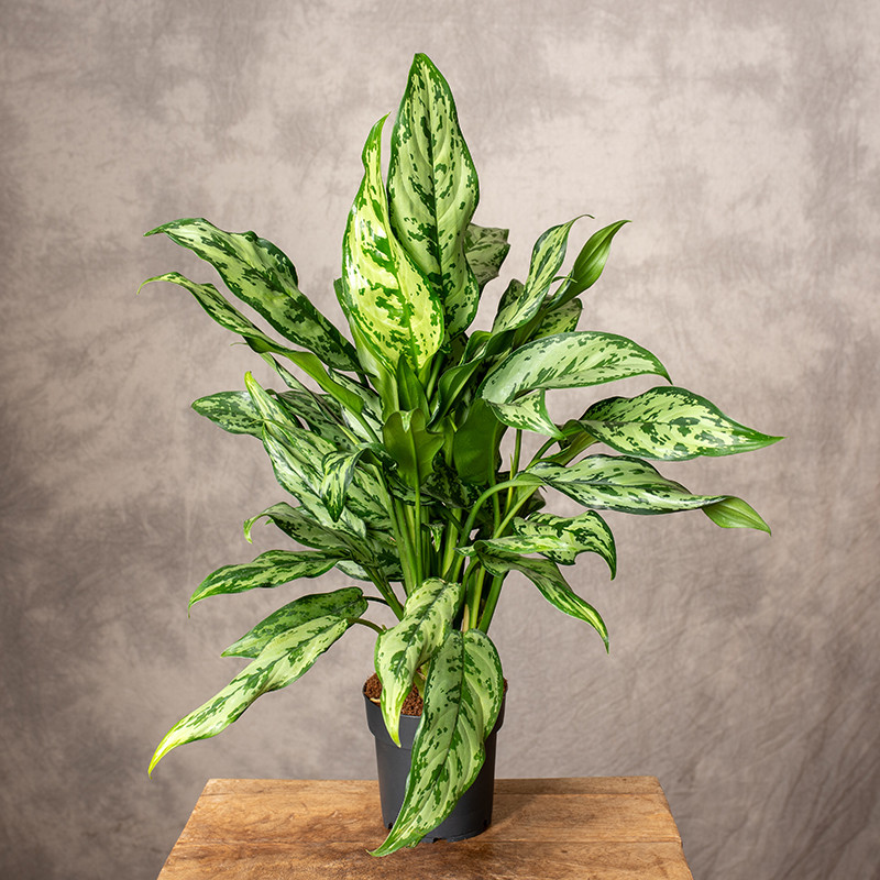 Aglaonema 'Maria'