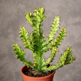 Euphorbia Mayurnathanii 'Variegata' | Tomaszewski