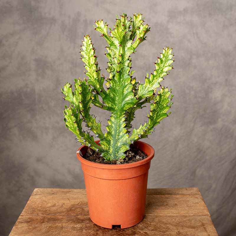 Euphorbia Mayurnathanii...