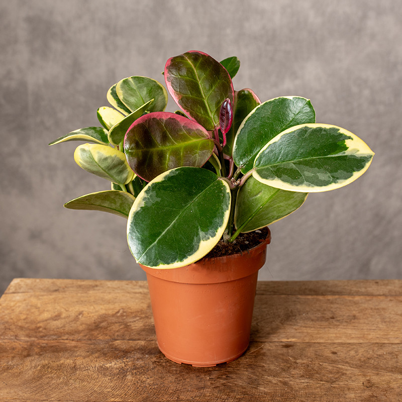 Hoja australijska 'Blondie'