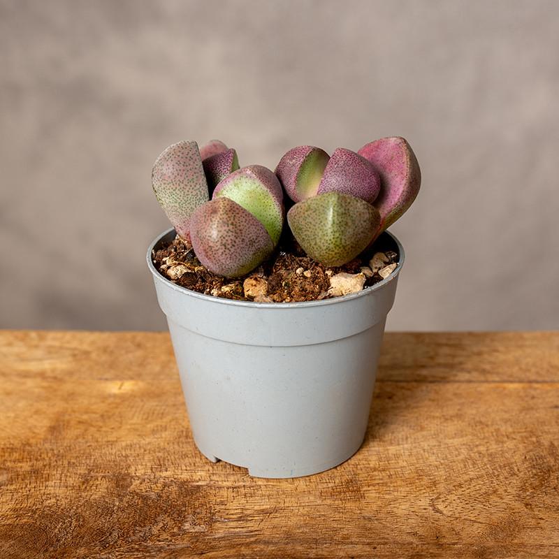 Pleiospilos nelii 'Royal...