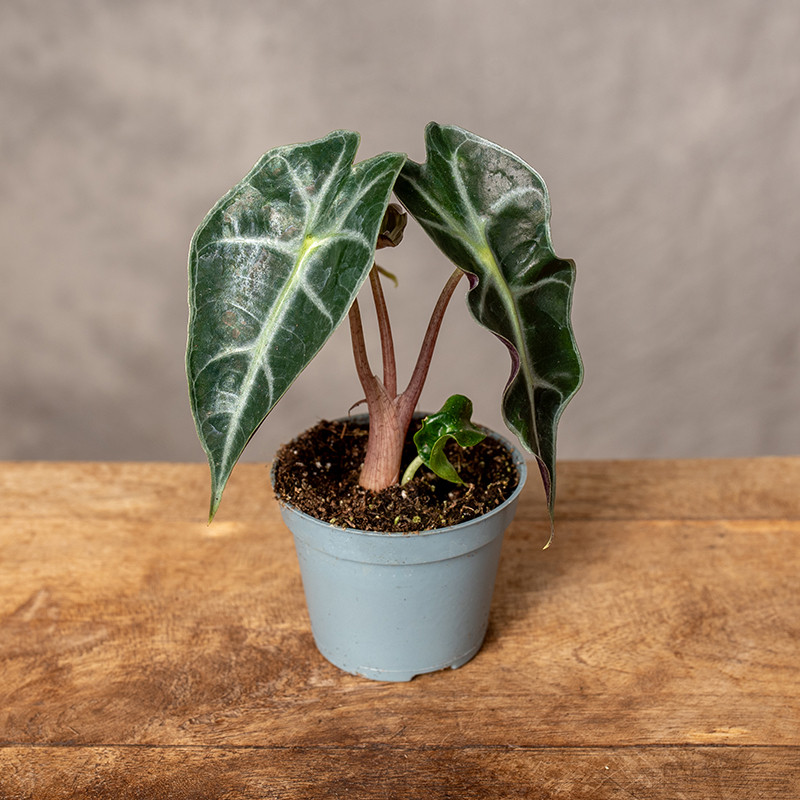 Alokazja 'Bambino Arrow' |...