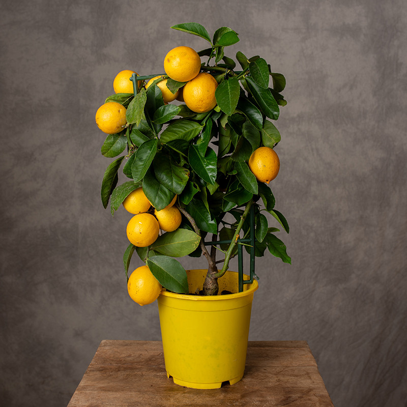 Cytryna 'Meyera' | Duża
