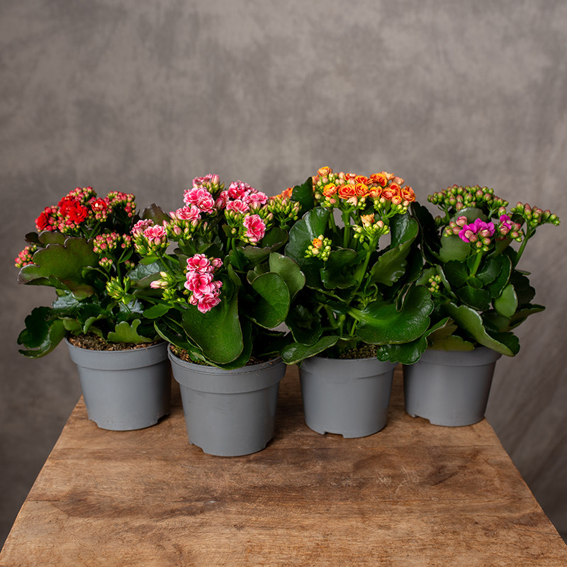 Kalanchoe | MIX kolorów