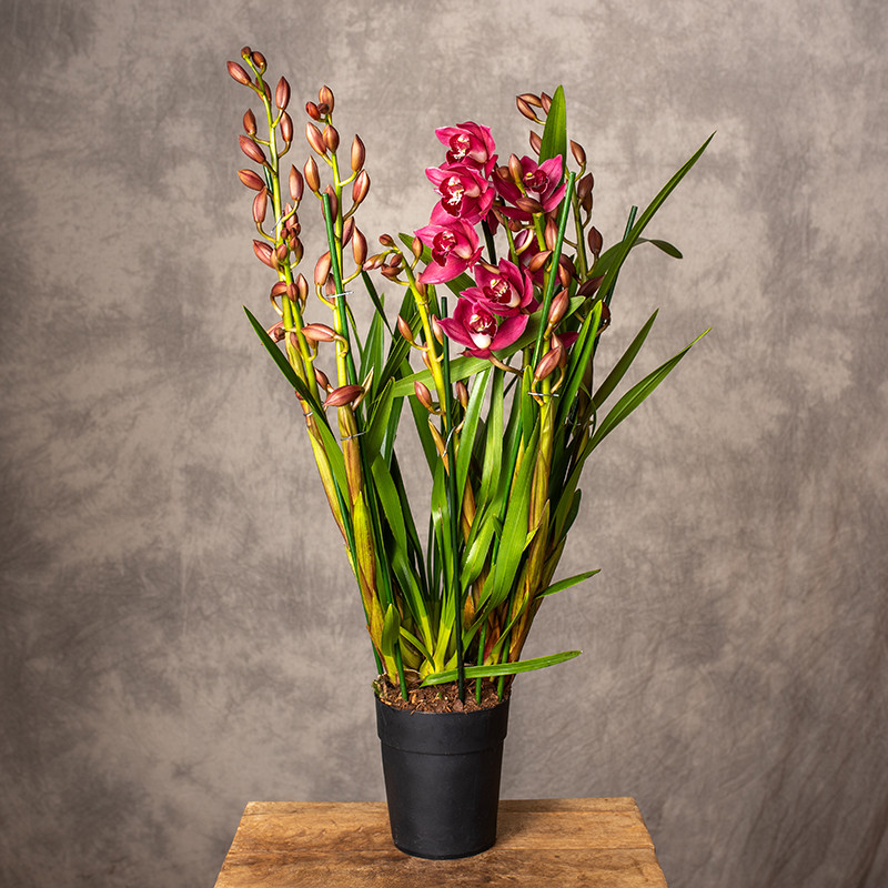 Storczyk cymbidium | Bordowy