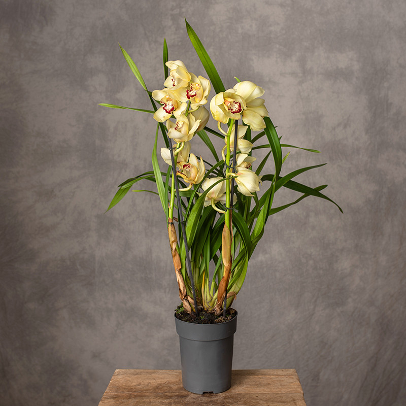 Storczyk cymbidium | Żółty