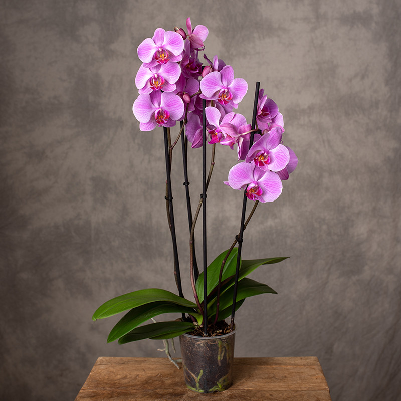 Storczyk 4-pędowy | Różowy