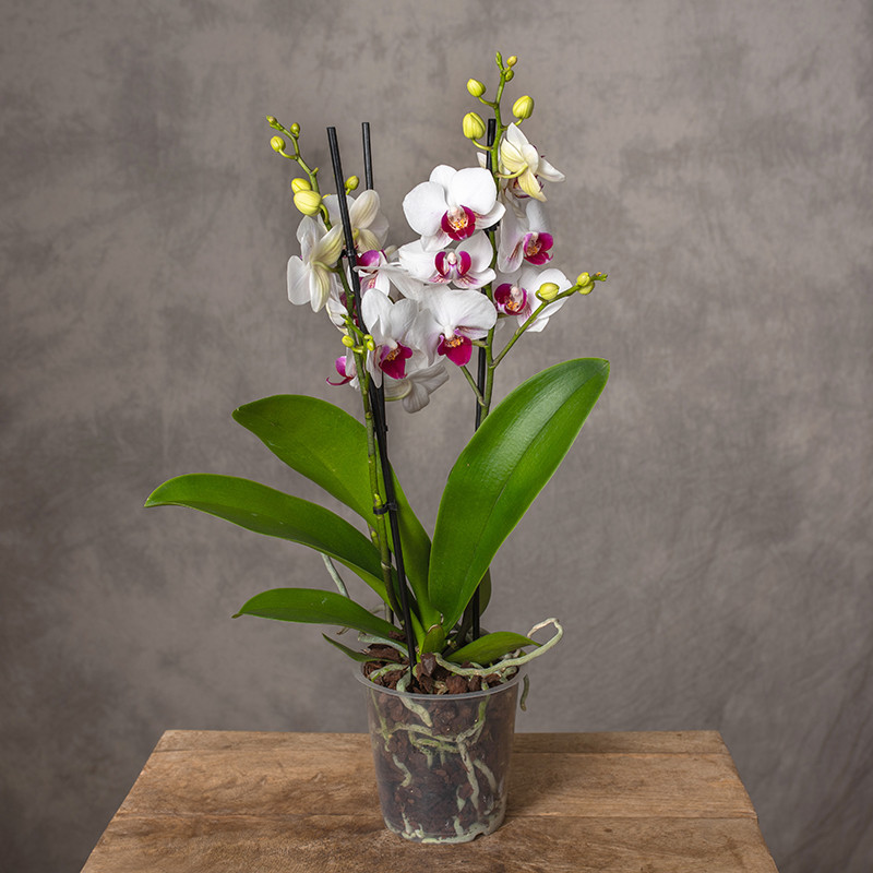 Storczyk Multiflora |...