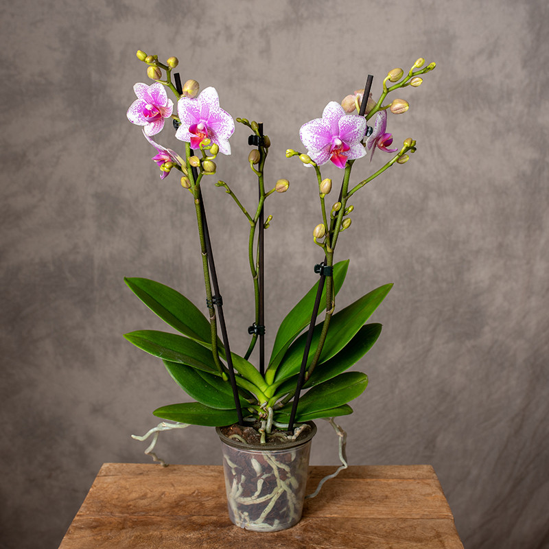 Storczyk Phalaenopsis...