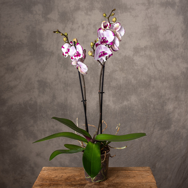 Storczyk ze wzorem | 2-pędowy