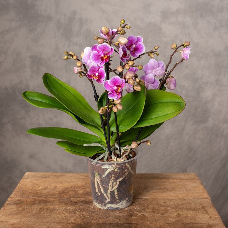 Storczyk Multiflora | Różowy