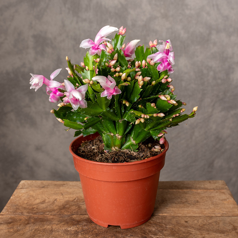Szlumbergera Jasny róż | Duża