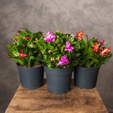 Szlumbergera MIX kolorów | Duża