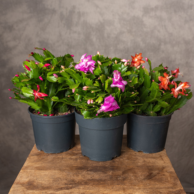 Szlumbergera MIX kolorów |...