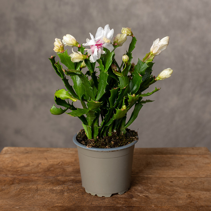 Szlumbergera karbowana | Biała