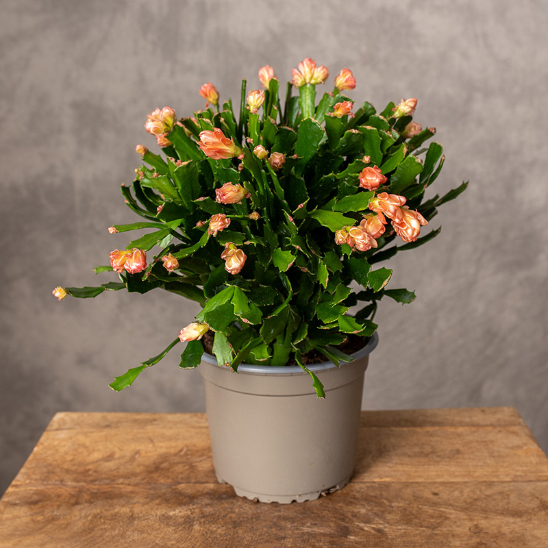 Szlumbergera karbowana |...